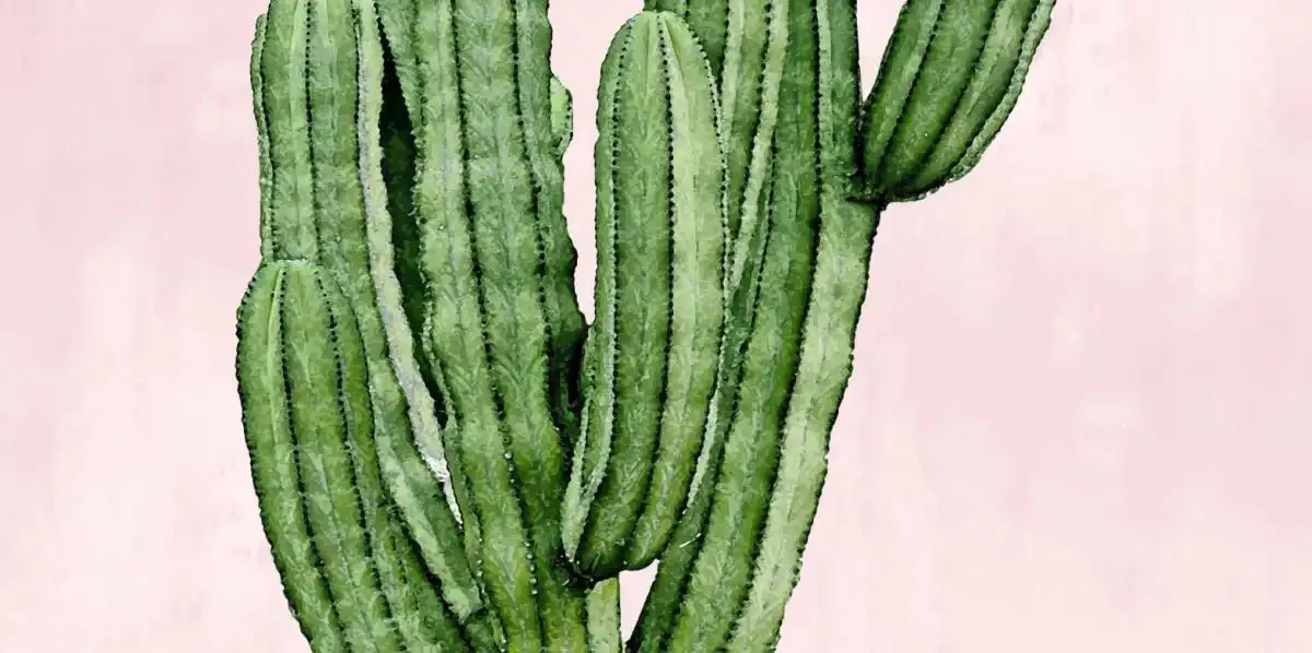 A Cactus On Pink I Wall Art