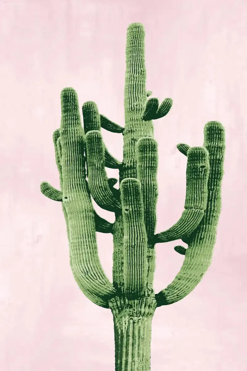 A Cactus On Pink II Wall Art