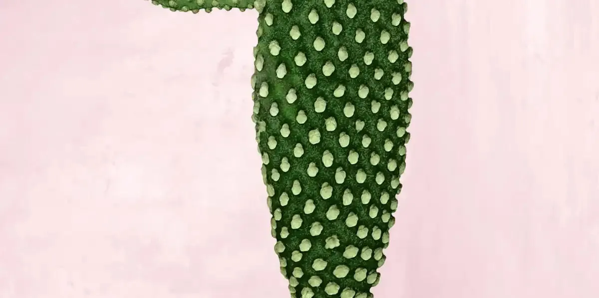 A Cactus On Pink V Wall Art