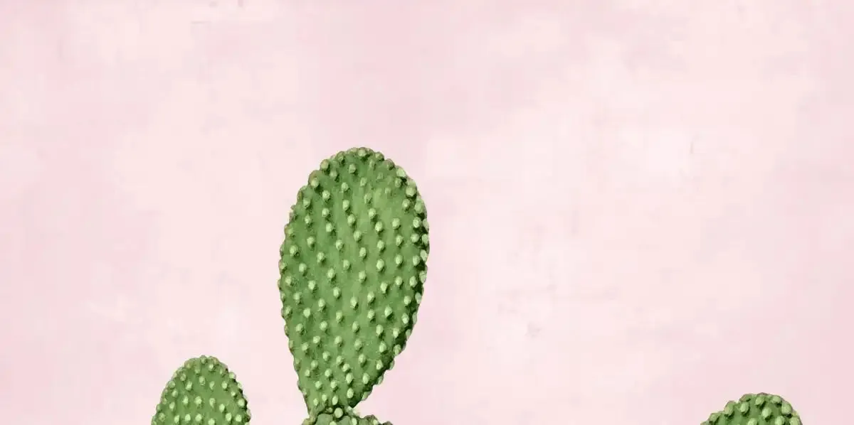 A Cactus On Pink V Wall Art