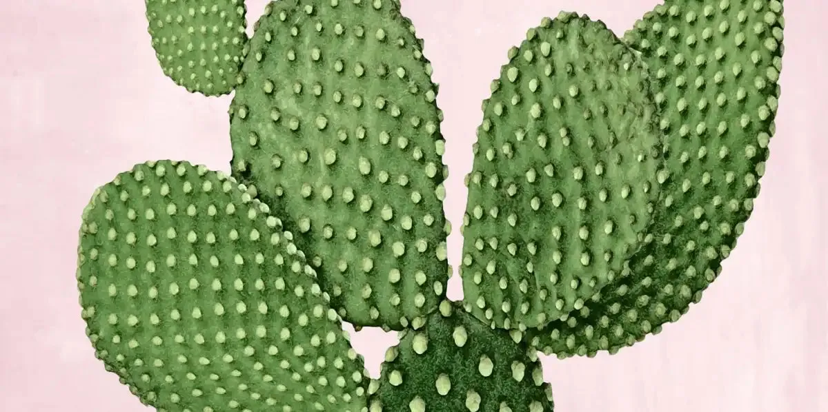 A Cactus On Pink V Wall Art