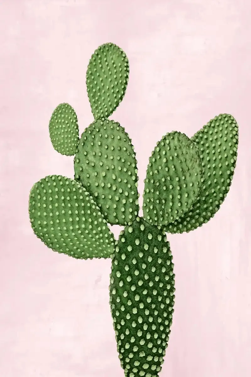 A Cactus On Pink V Wall Art