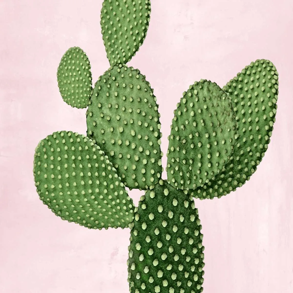 A Cactus On Pink V Wall Art