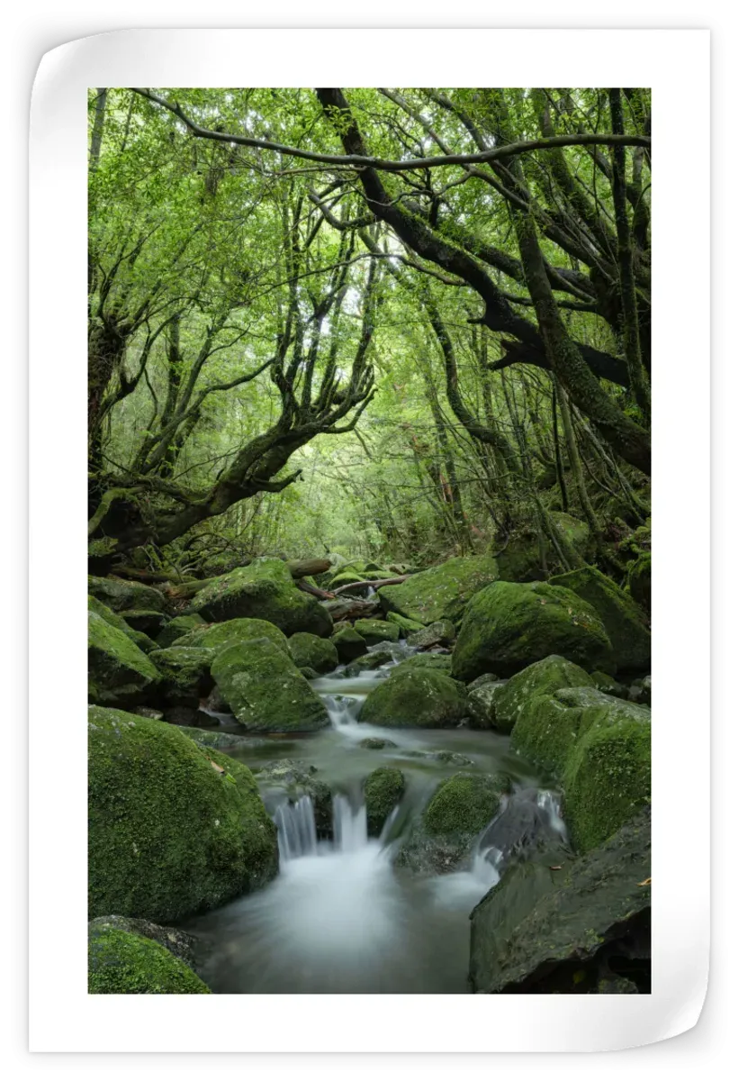 A Forest Stream Wall Art