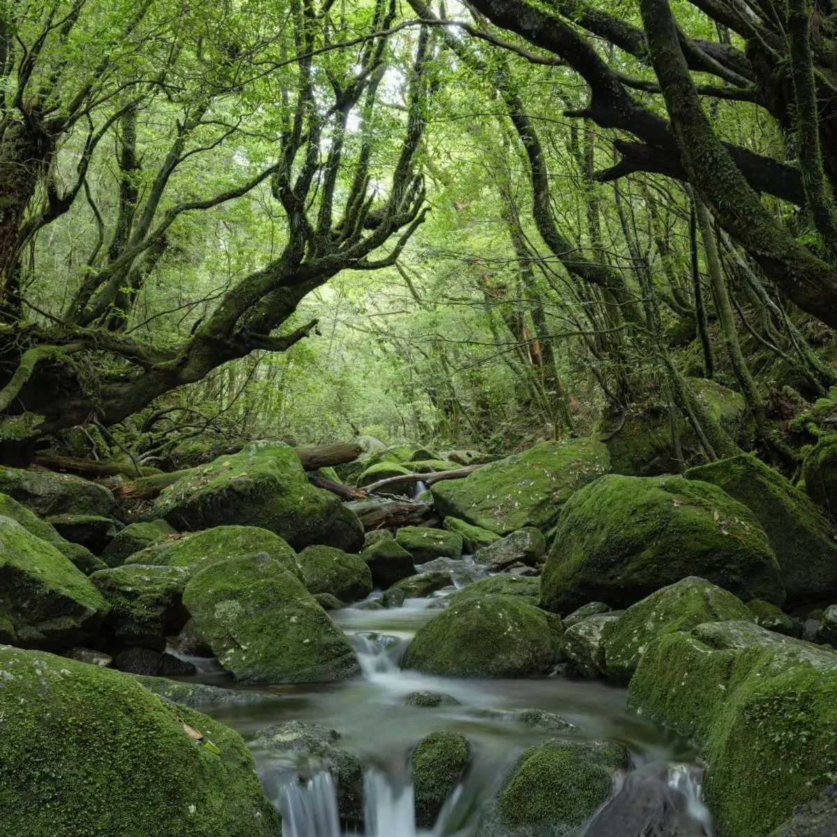 A Forest Stream Wall Art