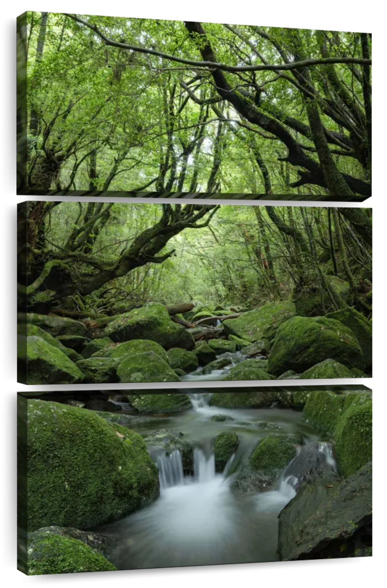 A Forest Stream Wall Art