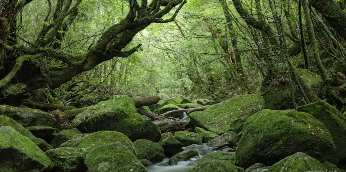 A Forest Stream Wall Art