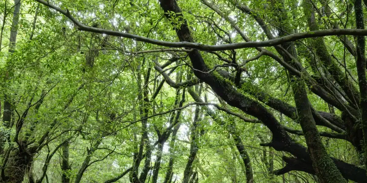 A Forest Stream Wall Art