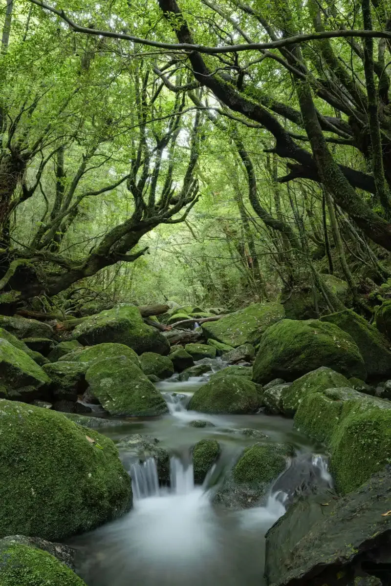 A Forest Stream Wall Art