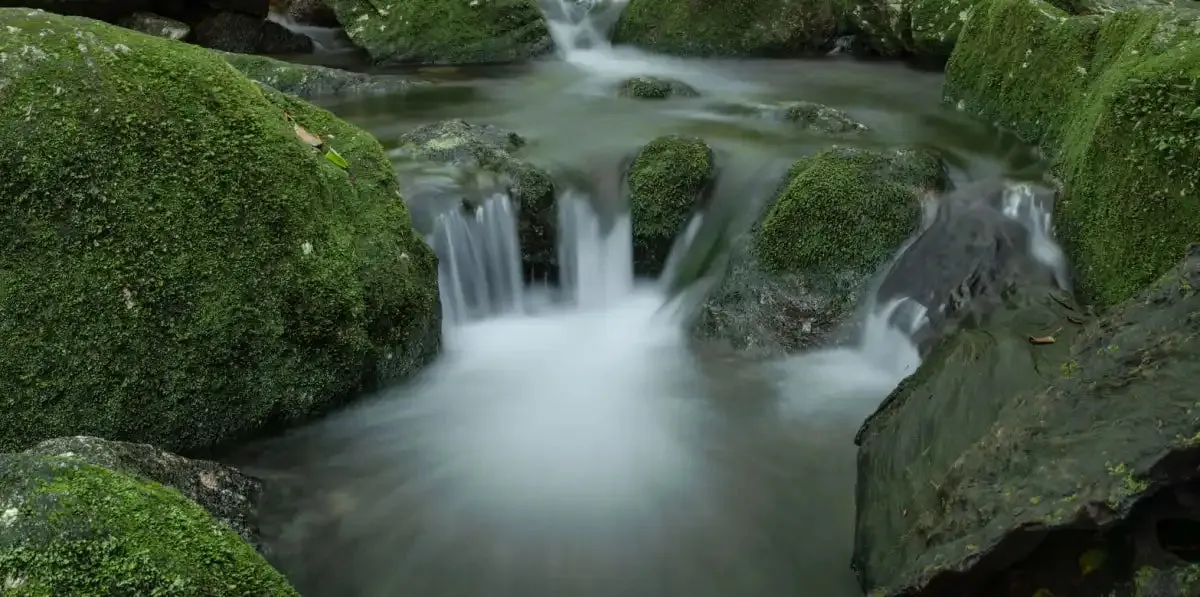 A Forest Stream Wall Art