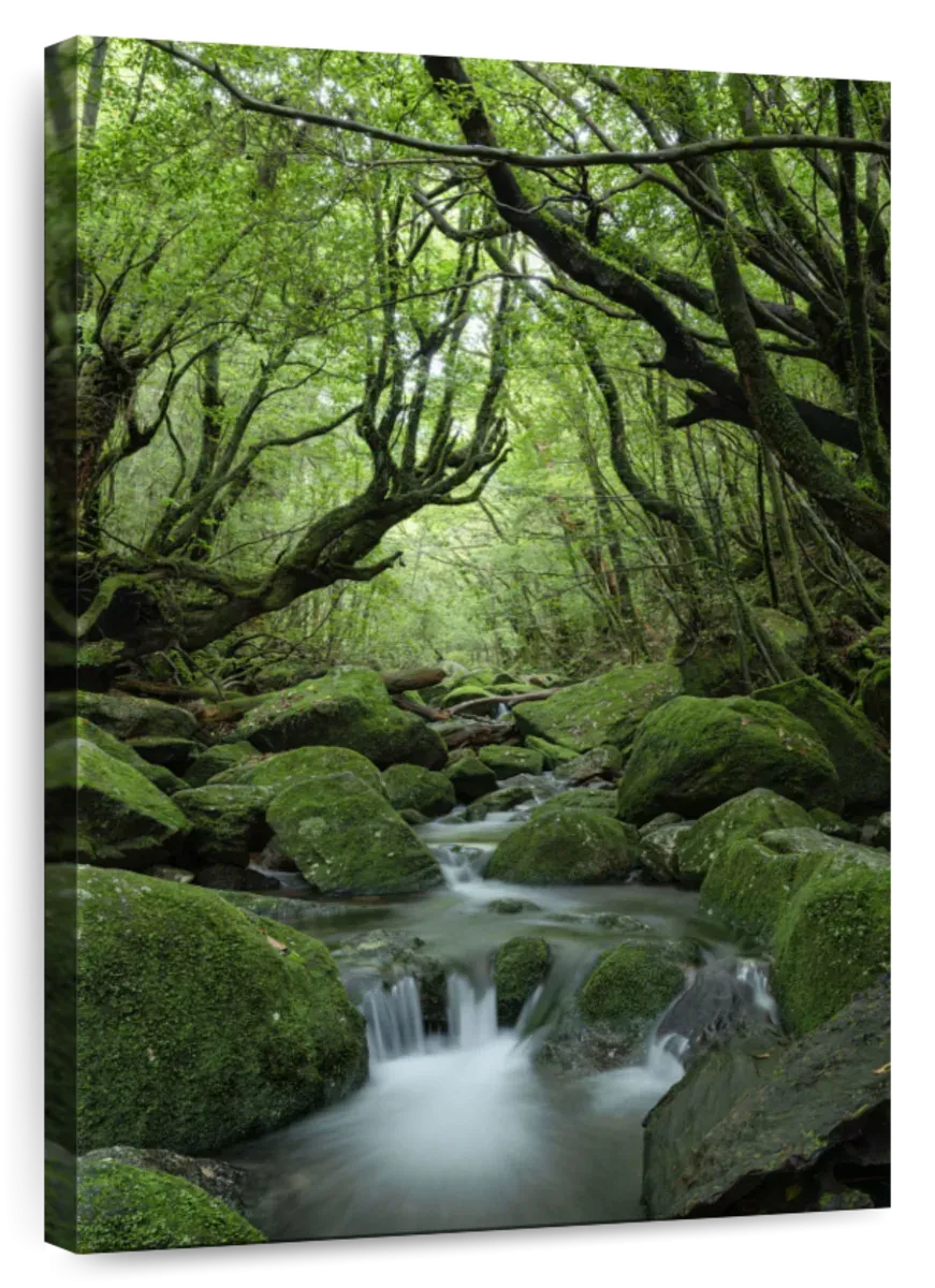 A Forest Stream Wall Art