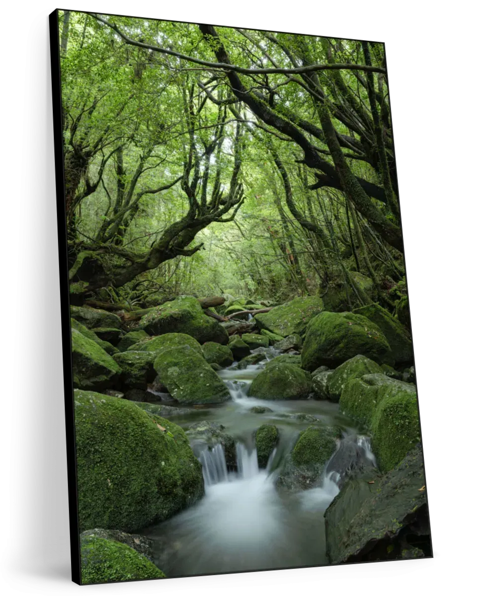 A Forest Stream Wall Art