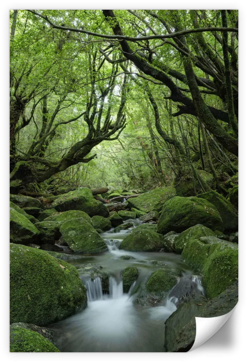 A Forest Stream Wall Art