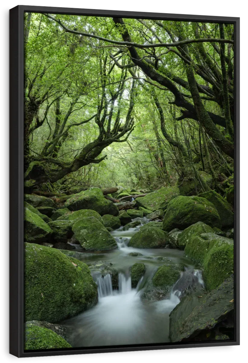 A Forest Stream Wall Art