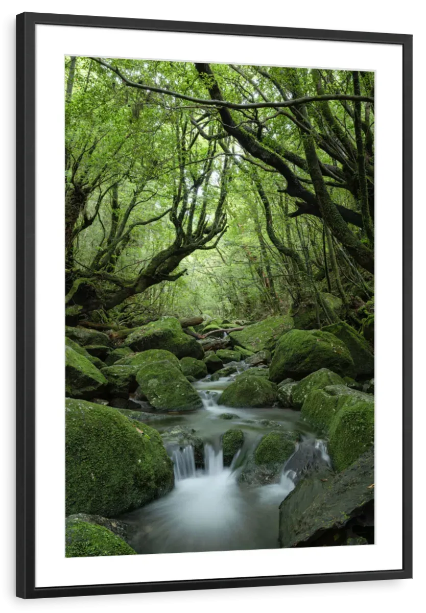 A Forest Stream Wall Art