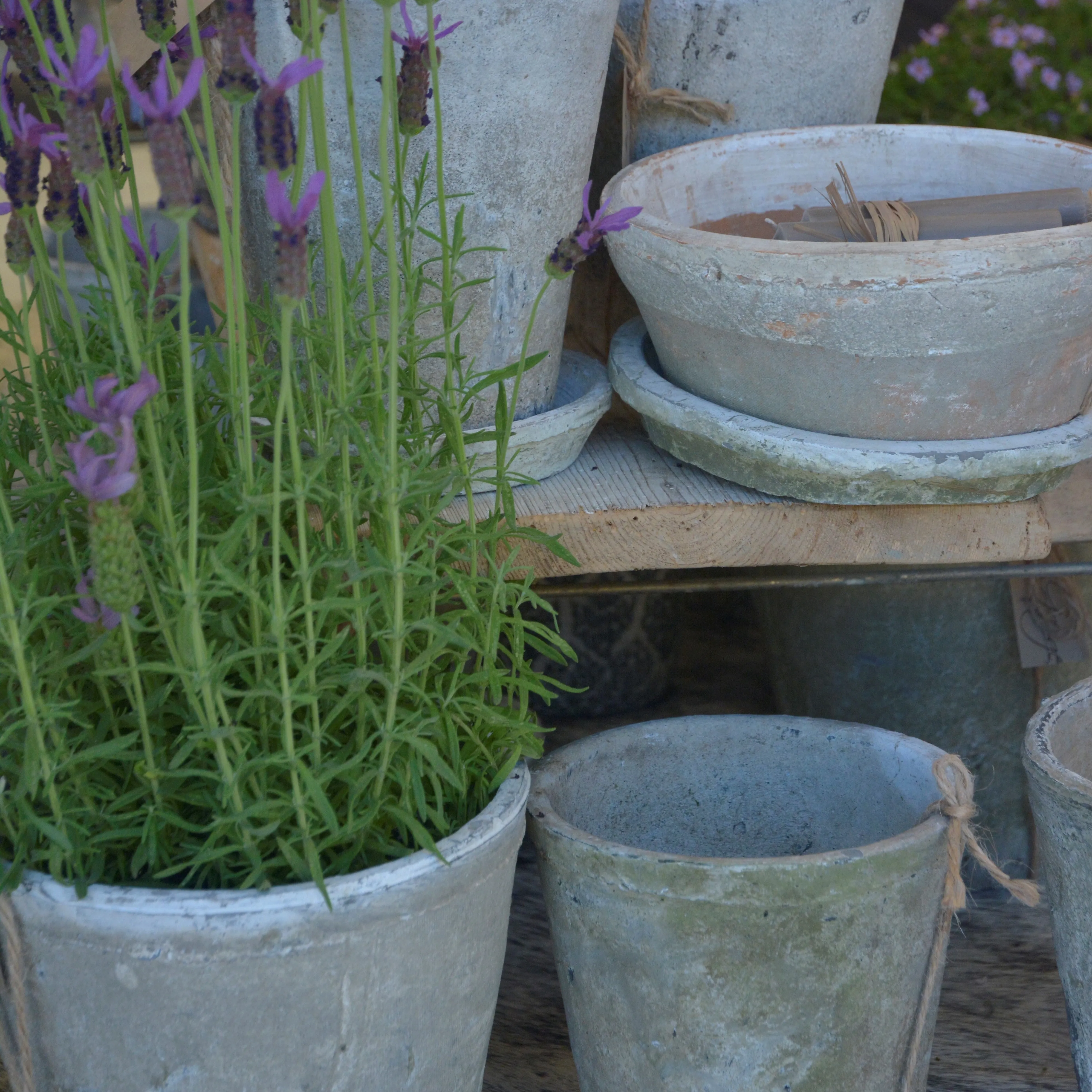 Aged Terracotta Saucer - Various Sizes