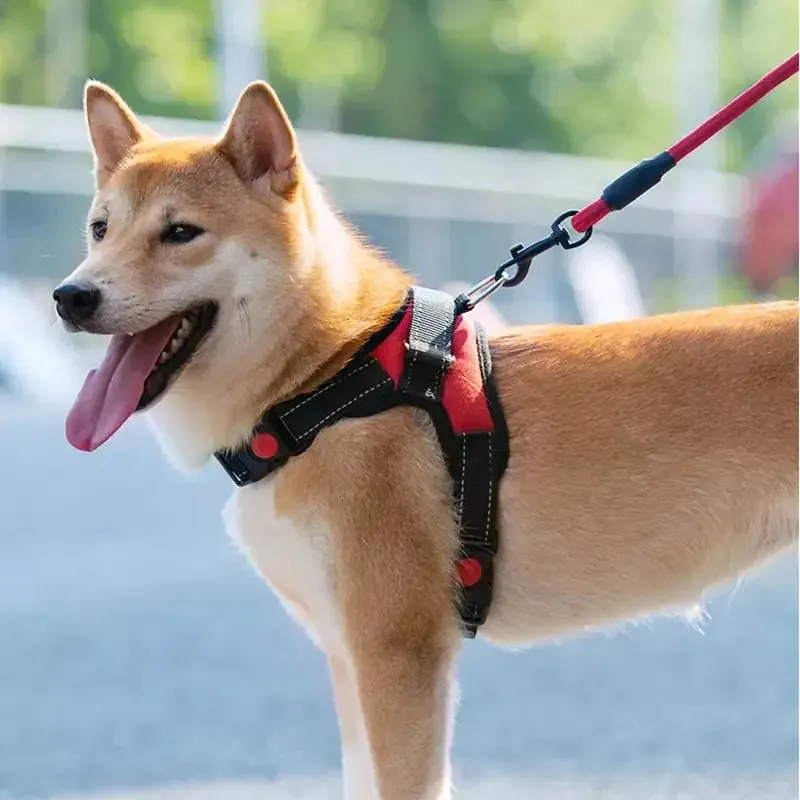 Pet Walking Harness Adjustable Comfort